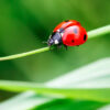 Discover the world of red insects, their significance, benefits, and why they are trending in nature and scientific studies.