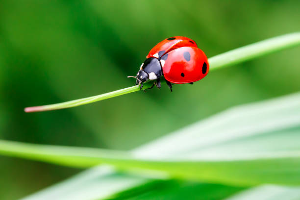 Discover the world of red insects, their significance, benefits, and why they are trending in nature and scientific studies.